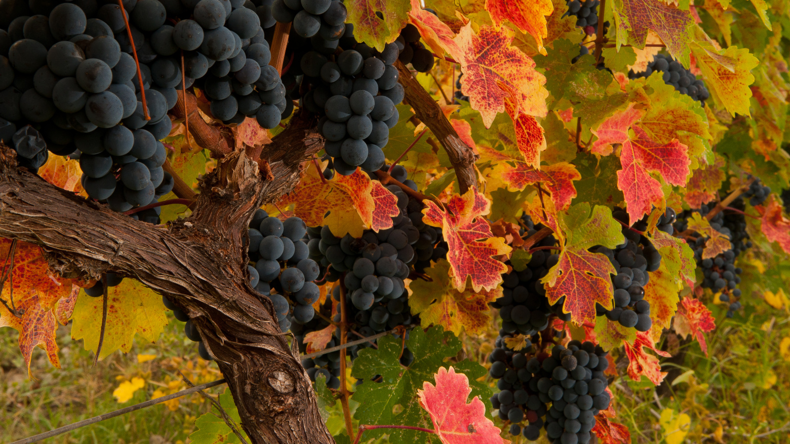 Wine birthplace - Georgian Qvevri Wine