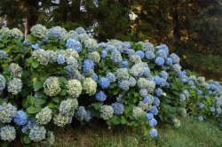Batumi Botanical Garden - Adjara