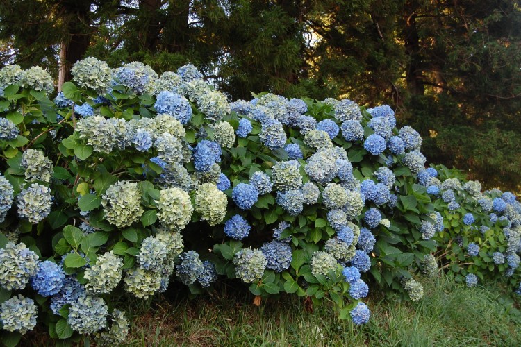 Batumi Botanical Garden - Adjara