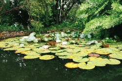 Batumi Botanical Garden - Adjara