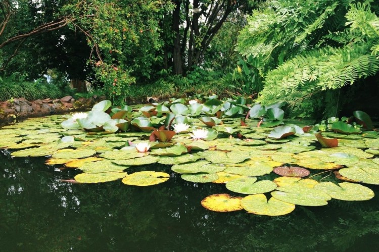 Batumi Botanical Garden - Adjara