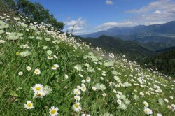 Borjomi-Kharagauli National Park