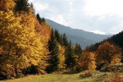 Borjomi-Kharagauli National Park