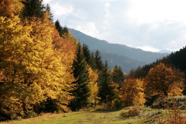 Borjomi-Kharagauli National Park